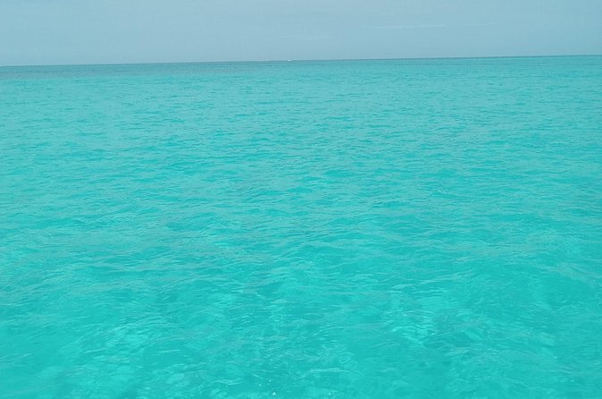 Private speed boat beach and bar hopping visiting Rose island - Snorkeling time and the chance of swimming pigs